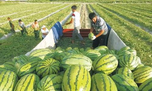蛋哥吃瓜爆料图片大全