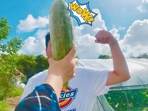 朝阳群众网红爆料吃瓜,真相大白！