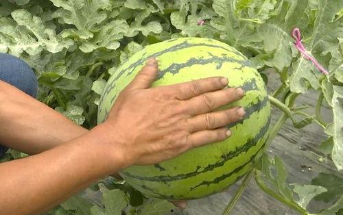 吴江吃瓜爆料事件